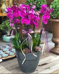 OLİMPA ÇİÇEKÇİLİK - Fotoğraf 1