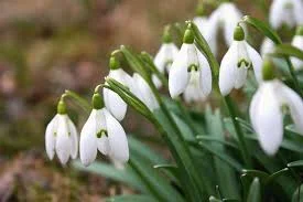 EYÜP SULTAN KARDELEN ÇİÇEK