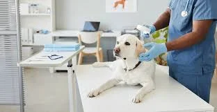 Kenez Veteriner Kliniği - Fotoğraf 1