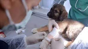En İyi Konak Veterinerleri - Puan.com