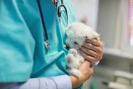 En İyi Ödemiş Veterinerleri - Puan.com